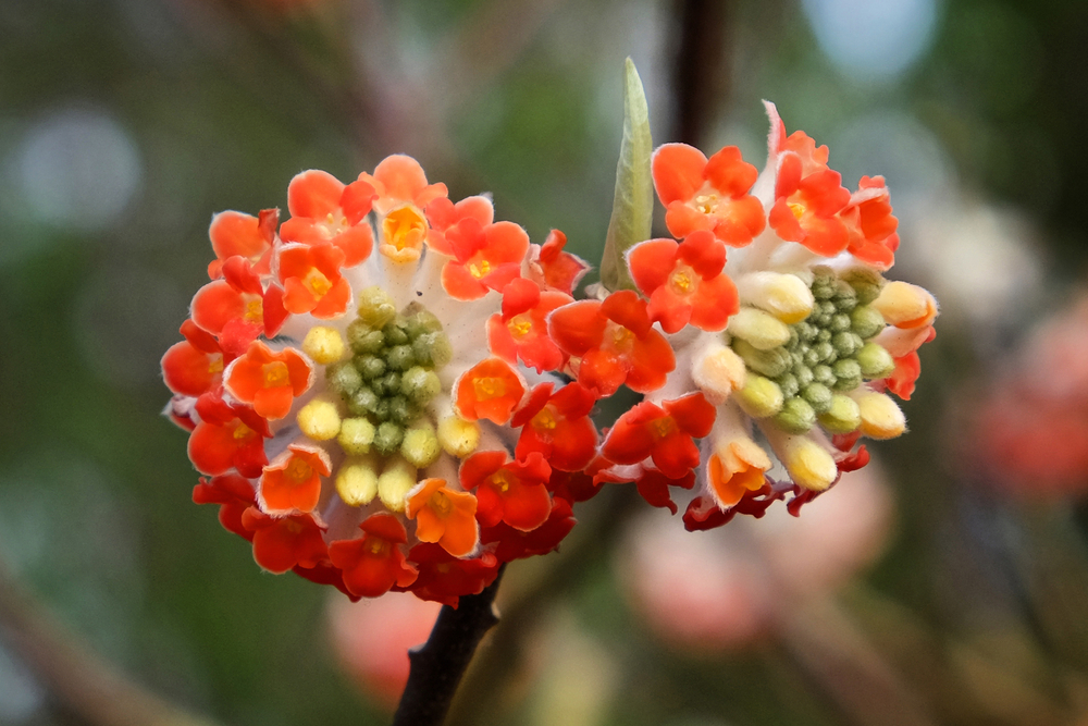 Edgeworthia Chrysantha 'red dragon' paper bush in bloom