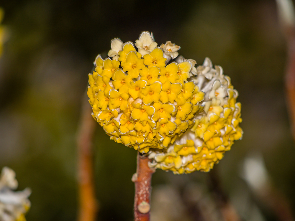 Spring flowers series: Oriental Paperbush