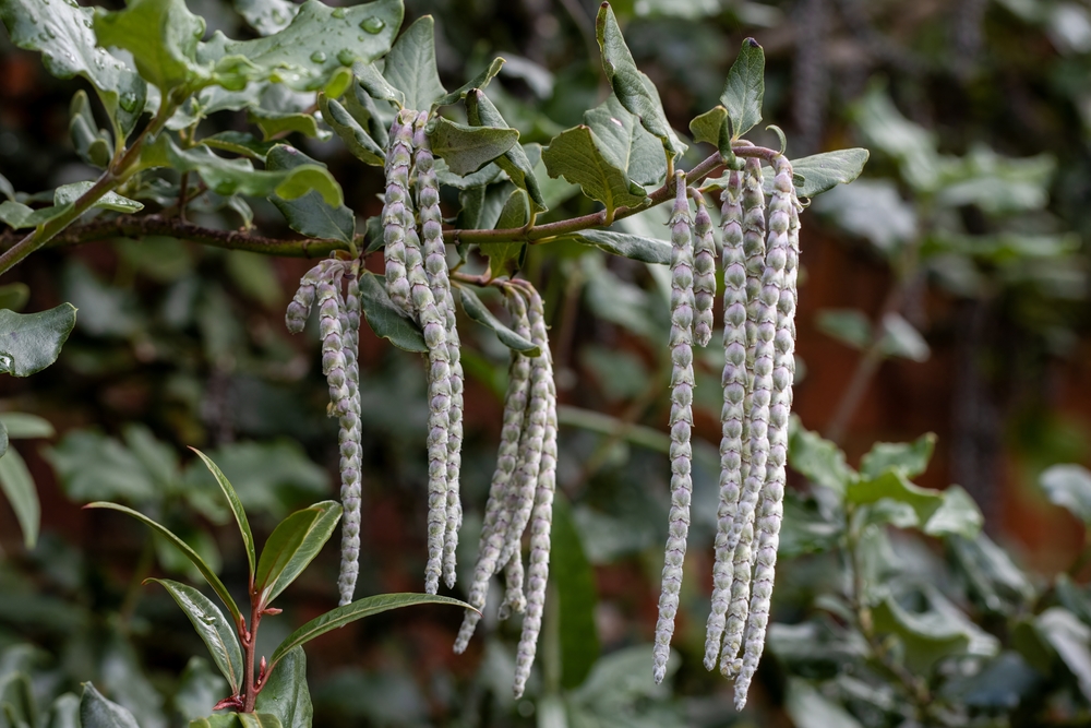 Trailing Garrya elliptica James Roof flowers in winter