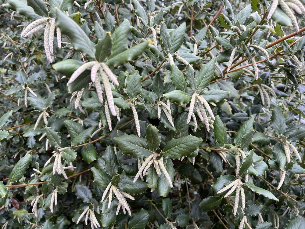 Developing catkins on Garrya elliptica 'James Roof' (The Silk Tassel Bush) in autumn (fall)