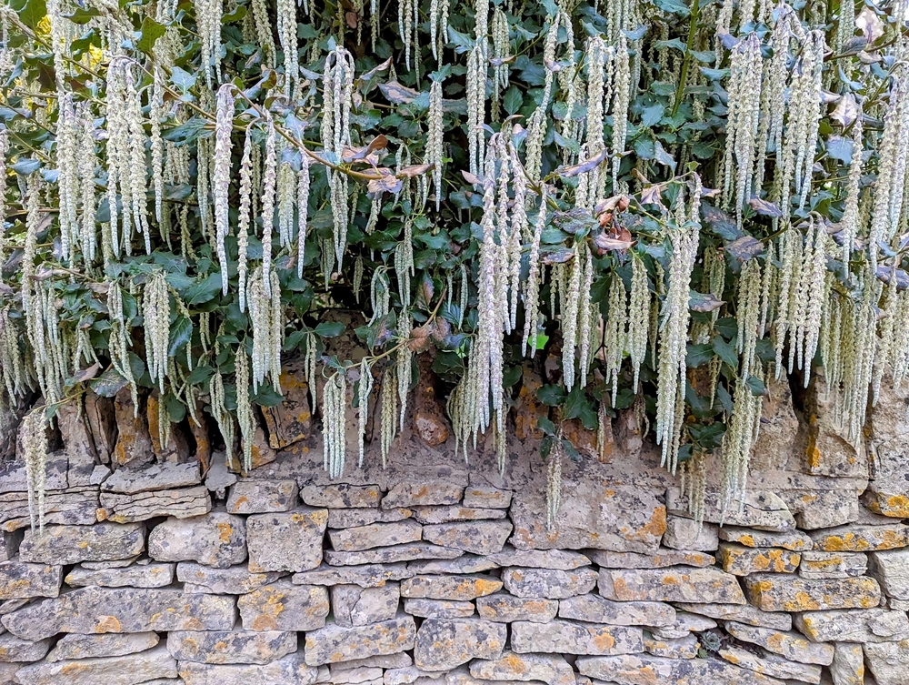 Catkins growing on a tree overhanging a dry stone wall. Full name of the bush is garrya elliptica 'james roof' silk-tassel