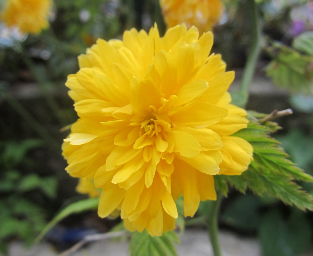 In this photo you can see a yellow Kerria Japonica flower
