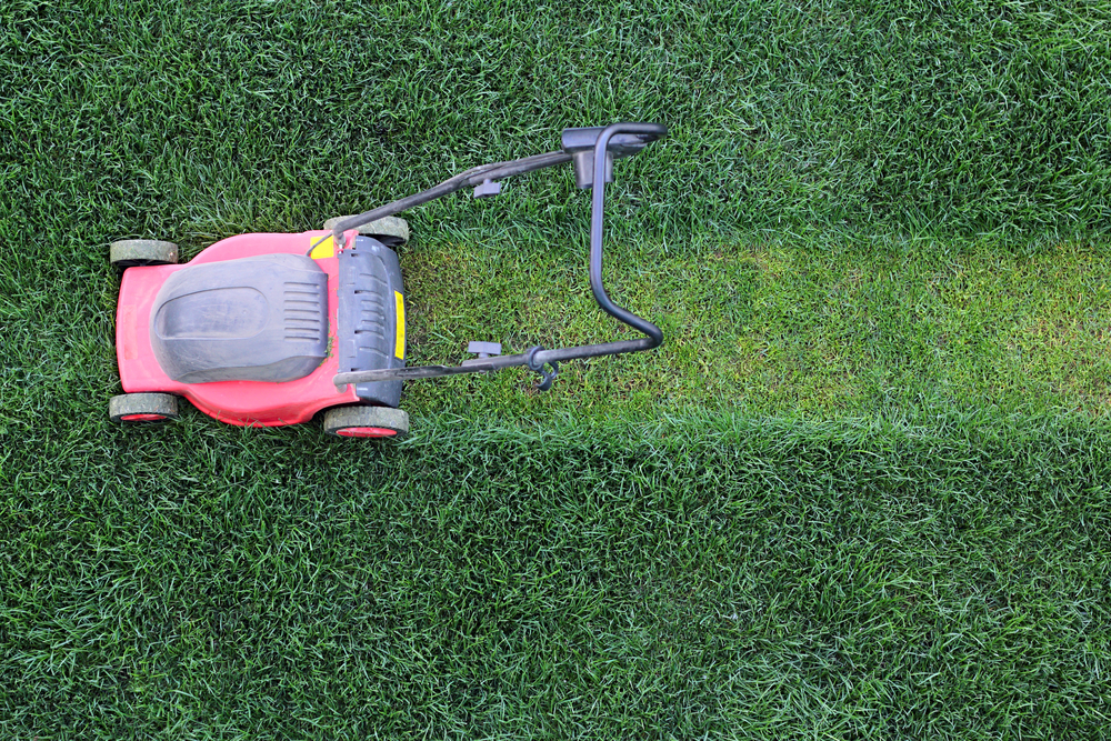 Grass cutter cuts the green lawn