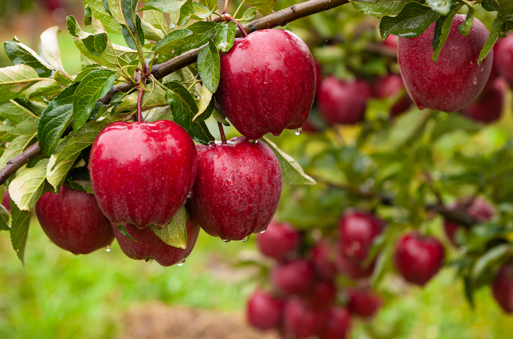 Autumn day. Rural garden. In the frame ripe red apples on a tree. It's raining Photographed in Ukraine,
