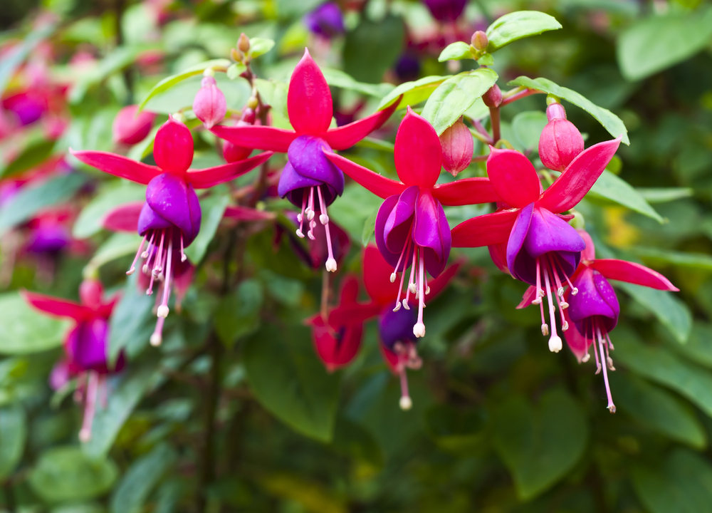 Fuchsia or Onagraceae