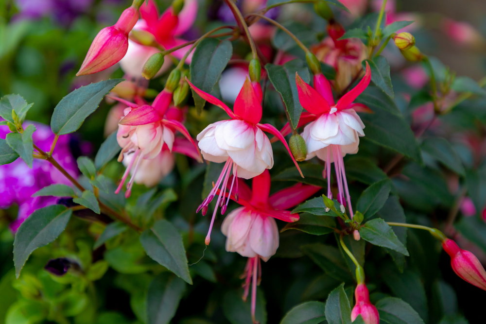 Selective focus of Fuchsia magellanica, Red pink flower in the garden, Hummingbird fuchsia or hardy fuchsia is a species of flowering plant in the family Evening Primrose family, Floral background.