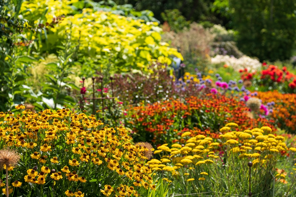 Stunning, colourful mixed flower borders at Wisley Garden, Surrey UK. The extensive flower beds have mainly perennial plants growing in them.