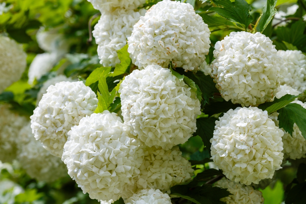 Chinese snowball viburnum flower heads are snowy. Guelder rose (viburnum opulus, viburnum Boul de Neige) in spring garden. Decorative shrubs in landscape design