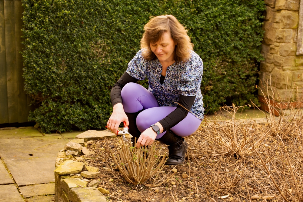 A glamourous brunette lady is pictured pruning last year's dead fuchsia growth, in early March