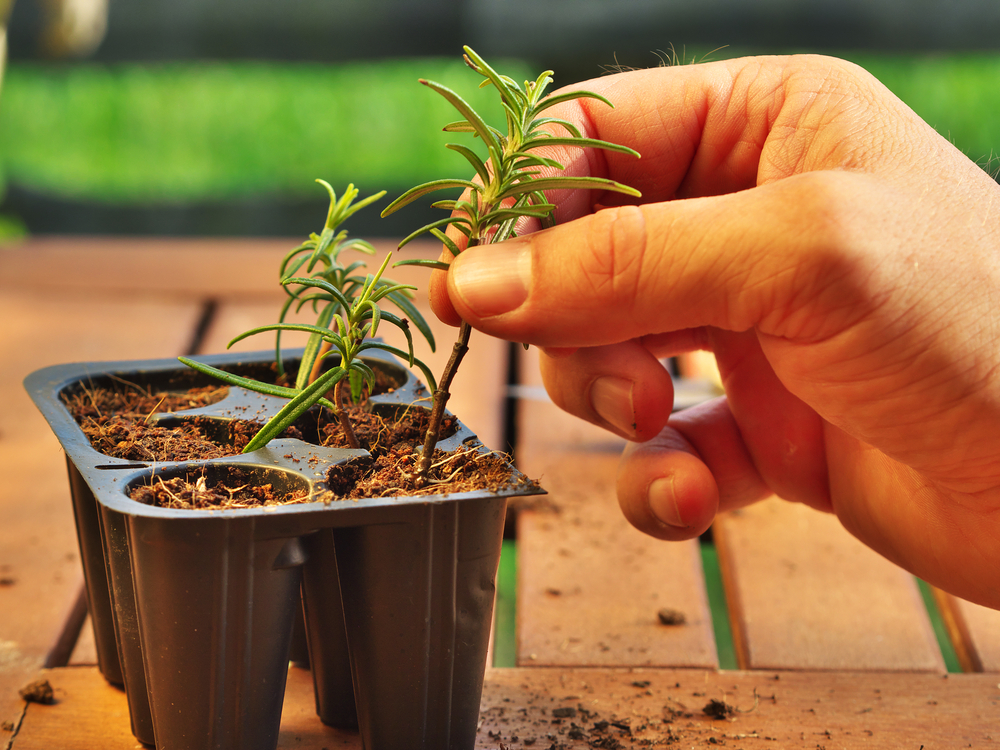 photo shows a hand holding a clipping (with fresh new roots) of rosemary before potting
