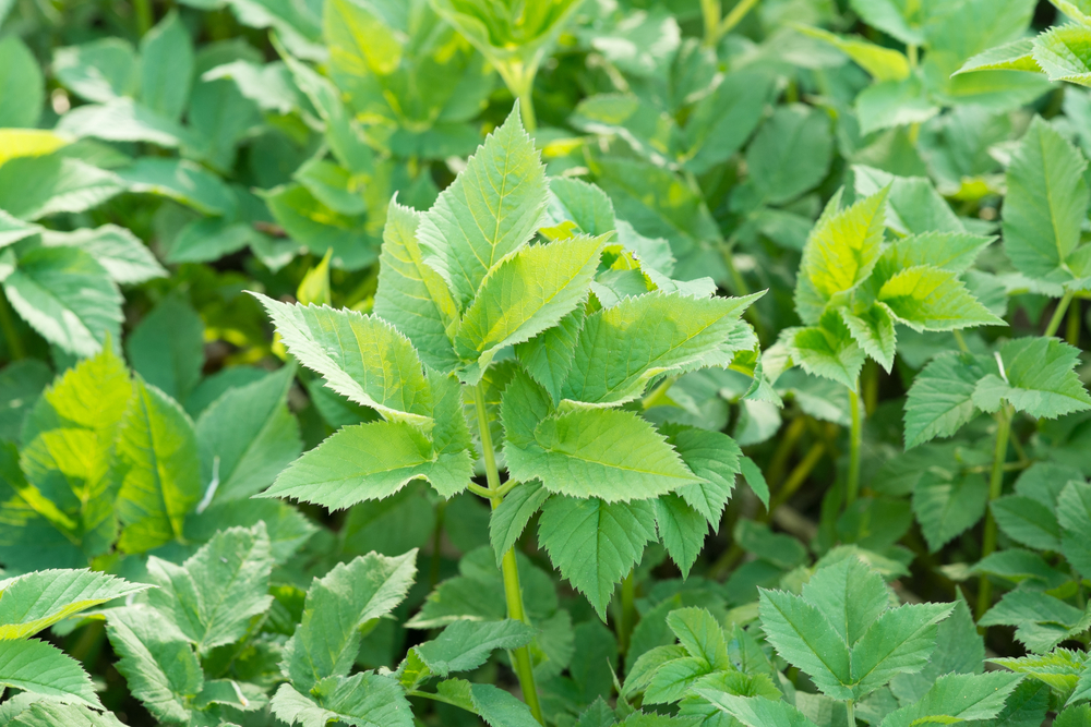 Ground-elder or Goutweed - wild edible and medicinal perennial grass. L. Aegopodium podagraria