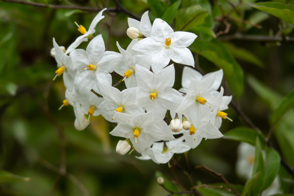 Potato Vine Flowers in Bloom