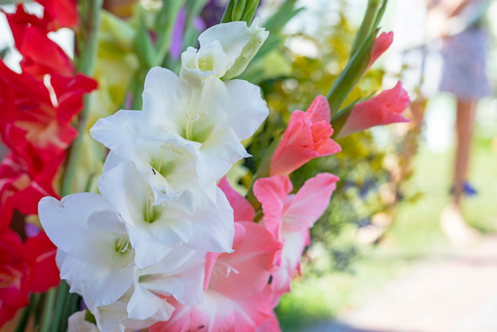 white and red gladioli on a blurred background, horizontal
