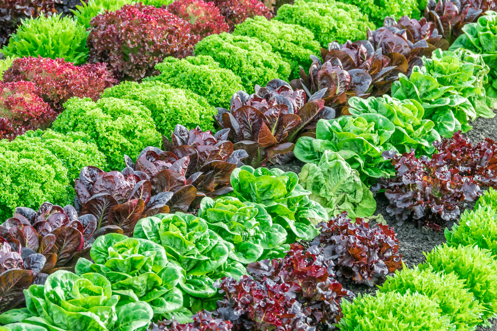 Lettuce harvest: a rainbow of colorful (colourful) fields of summer crops (lettuce plants), including mixed green, red, purple varieties, grow in rows in Salinas Valley of Central California.