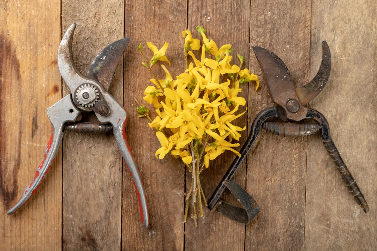 Pruner for cutting bushes and forsythia branches on a wooden table. Trimming bushes in the spring. Dark background.