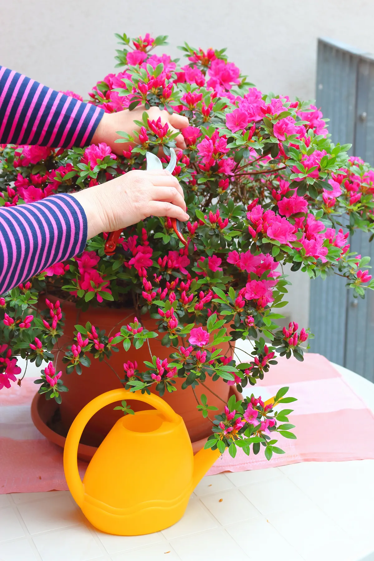 Blooming azalea with pink flowers in a pot on a white table, yellow watering can on the balcony. Pruning plants with garden shears. Hands holding garden shears.