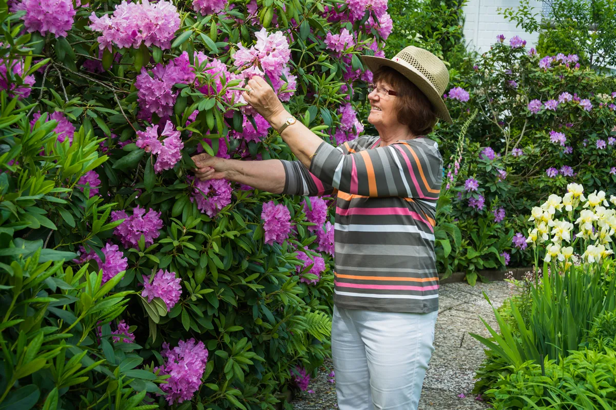 woman cares for the rhododendrons in the garden