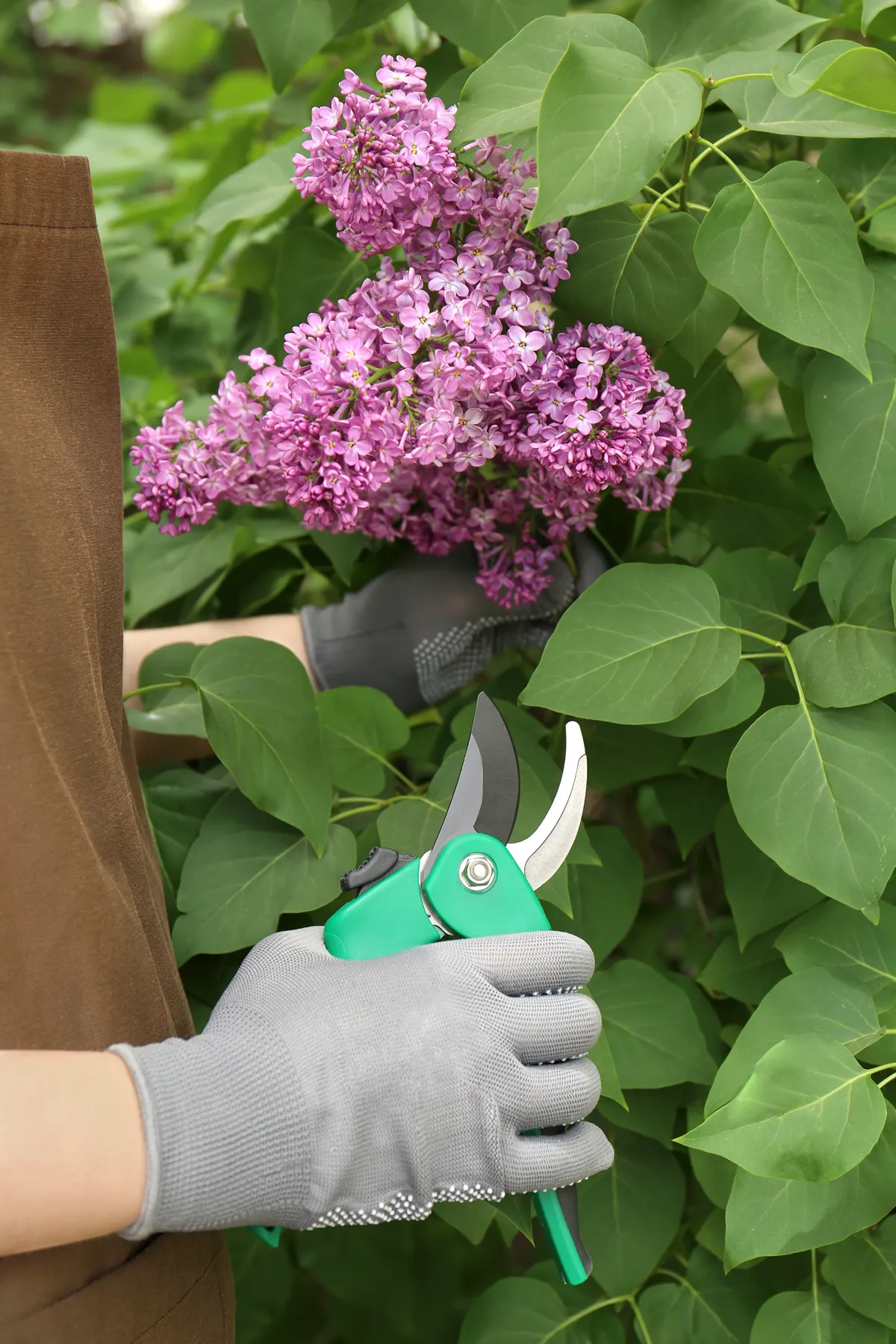 Gardener pruning lilac branch with secateurs outdoors, closeup