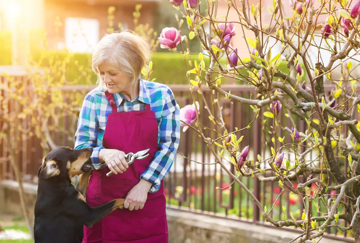 Woman pruning magnolia tree brunches in her garden