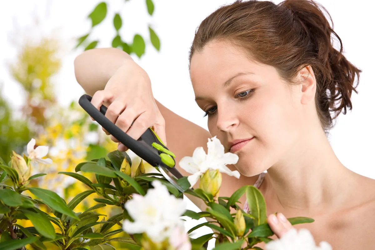 Gardening - woman cutting flower with pruning shears on white background