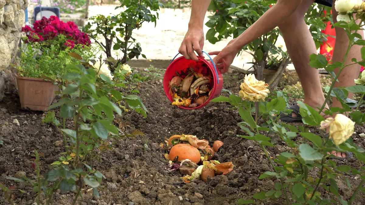 Composting of kitchen waste. A man buries fruit, vegetables peels and egg shells in the soil in the garden. Separation and reduction of household waste