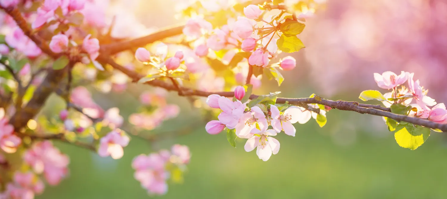 pink and white apple flowers in sunlight outdoor