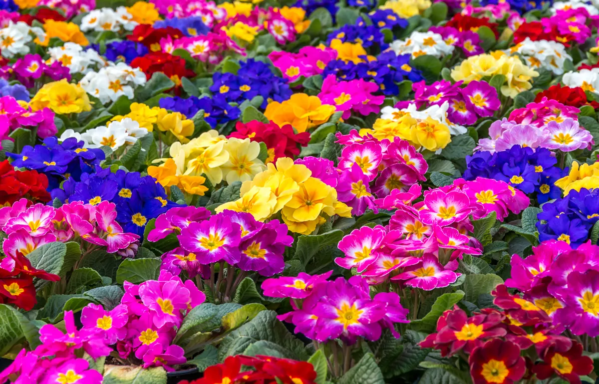 Central focus on a group of brightly colored Primroses