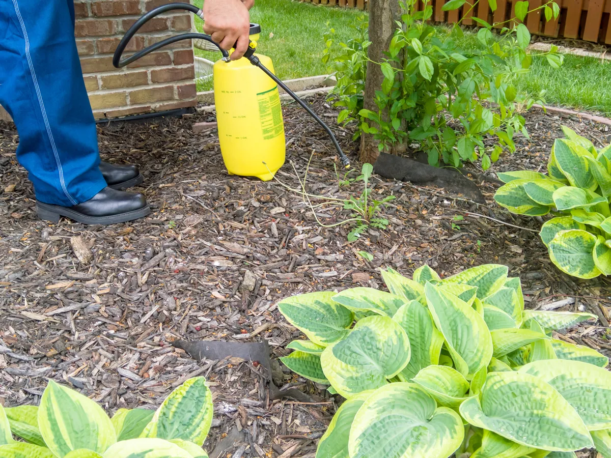 Man spraying fresh weeds in a flowerbed surrounding hostas plants using a portable plastic yellow sprayer in a cropped view of his hands