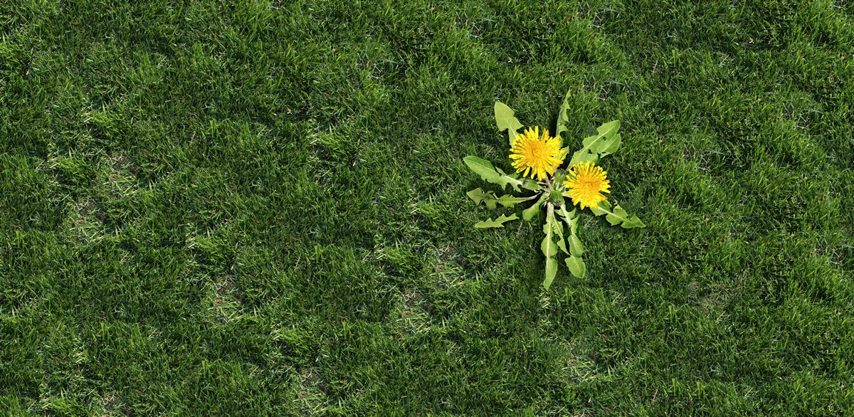 A single dandelion weed, upsetting a lush green lawn