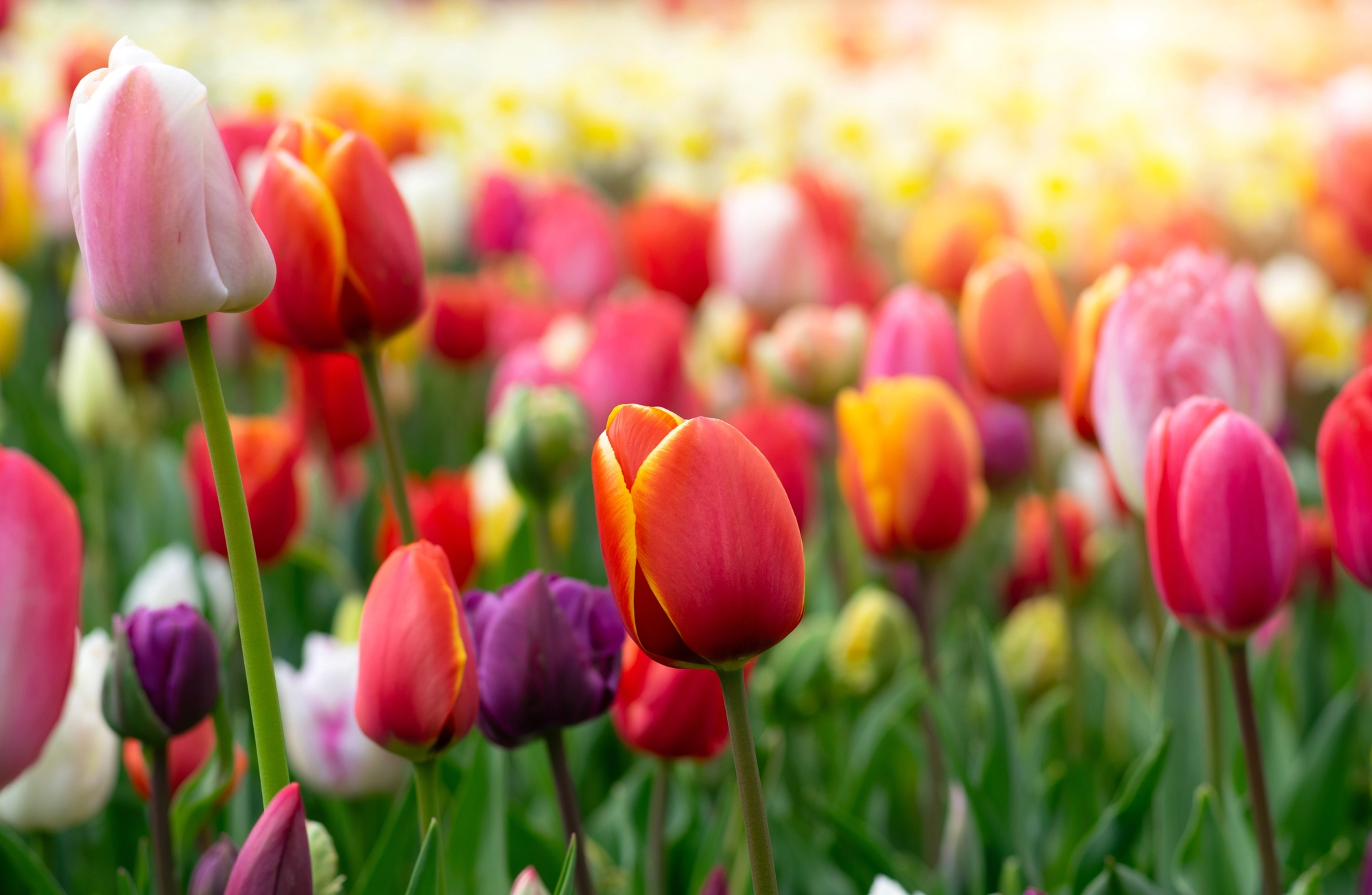 A garden full of Tulips
