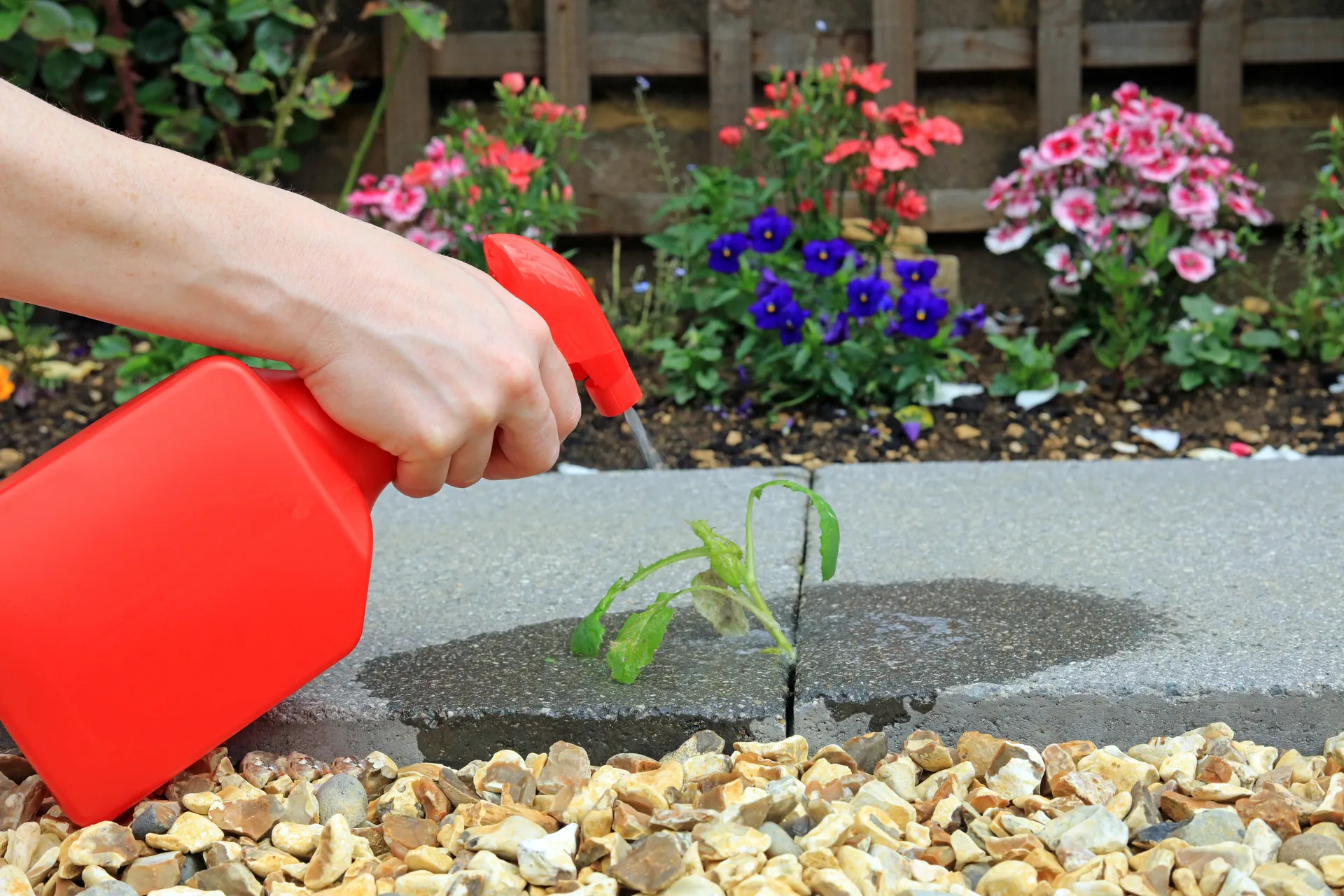 home made weed killer in a spray bottle, spraying a dandilion weed
