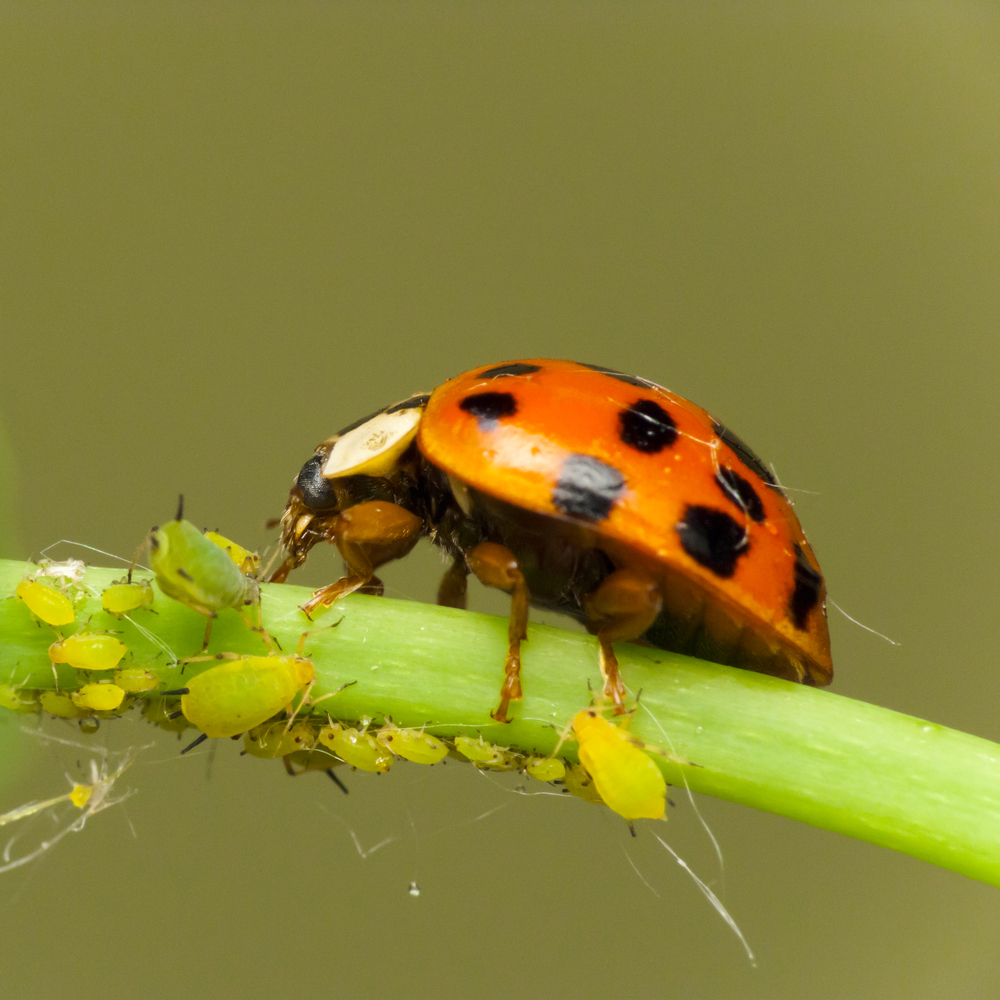Ladybird attacking Aphids on the endangered plant