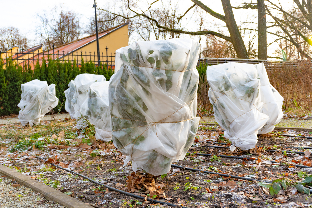 Plants and trees in a park or garden covered with blanket, swath of burlap, frost protection bags or roll of fabric to protect them from frost, freeze and cold temperature