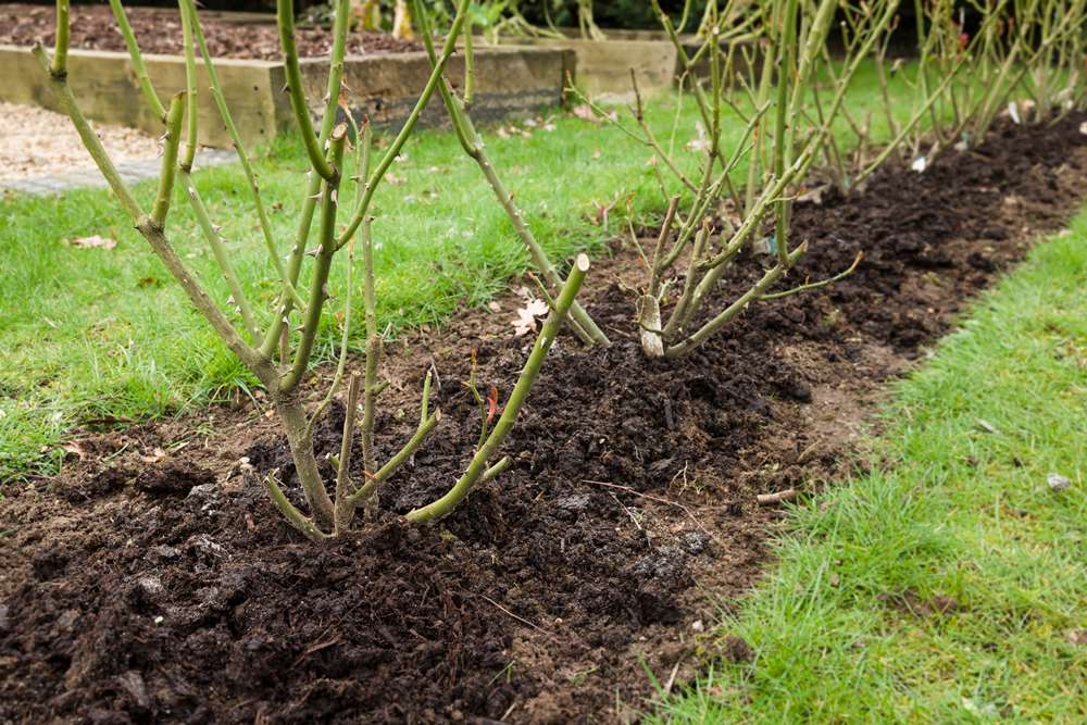 Rose hedge, row of rose bushes mulched with manure in a UK garden in winter