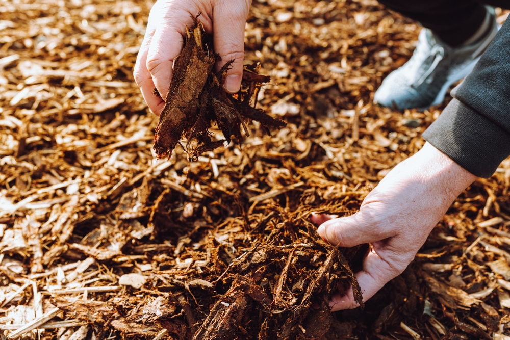 wood chips mulching composting. Hands in gardening gloves of person hold ground wood chips for mulching the beds. Increasing soil fertility, mulching, composting organic waste