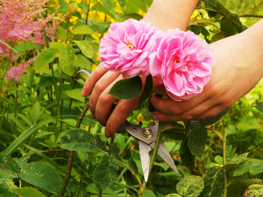 Summer seasonal gardening, female hands with pruning shears cut flowers on a rose bush, a young girl's hobby.
