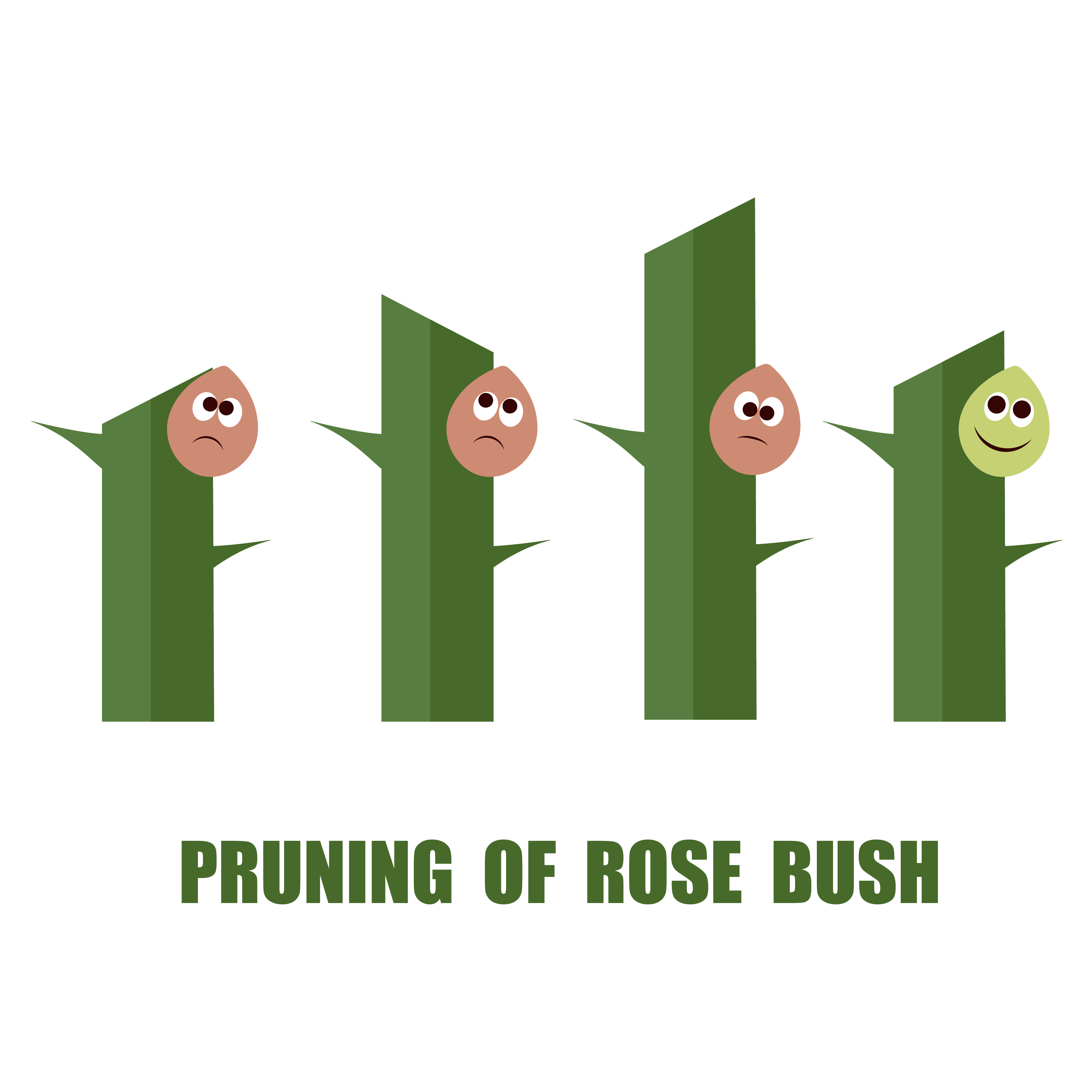 Correct and wrong ways to prune rose bushes