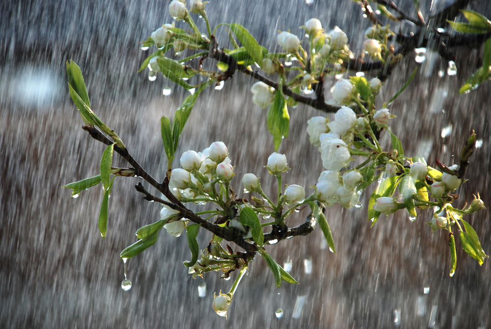a tree branch with flowers in the rain