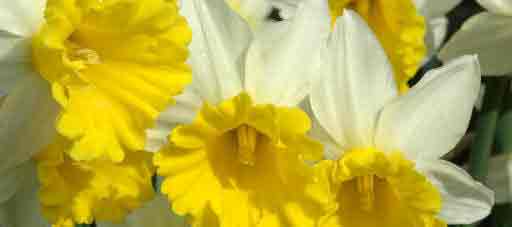 Bi colour |Narcissus or Daffodil flowers in closeup