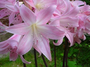 Amaryllis belladonna Pink Johannesburg