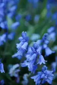 English bluebell bulbs