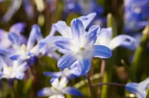 The deepest blue is Chionodoxa forbesii