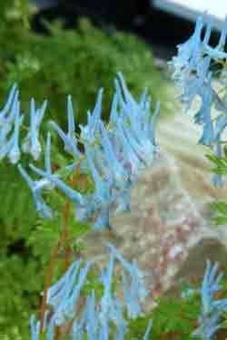 Corydalis flexuosa 'Craighton Blue'
