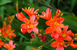 Crocosmia with orange flowers