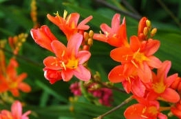 Crocosmia 'Severn Sunrise' - Crocosmia 'Solfaterre'