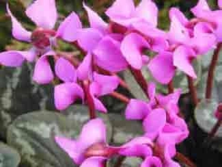 Cyclamen coum Hybrids