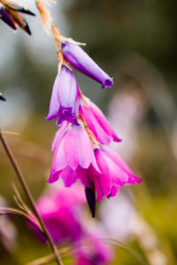 Dierama pulcherrimum - The Wandflower or Angel's Fishing Rod