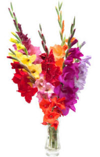 Gladiolus in vase flower arrangement
