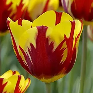 Helmar Tulipa Triumph Tulip