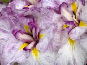 Bi coloured flowers of Iris ensata - Sandsation